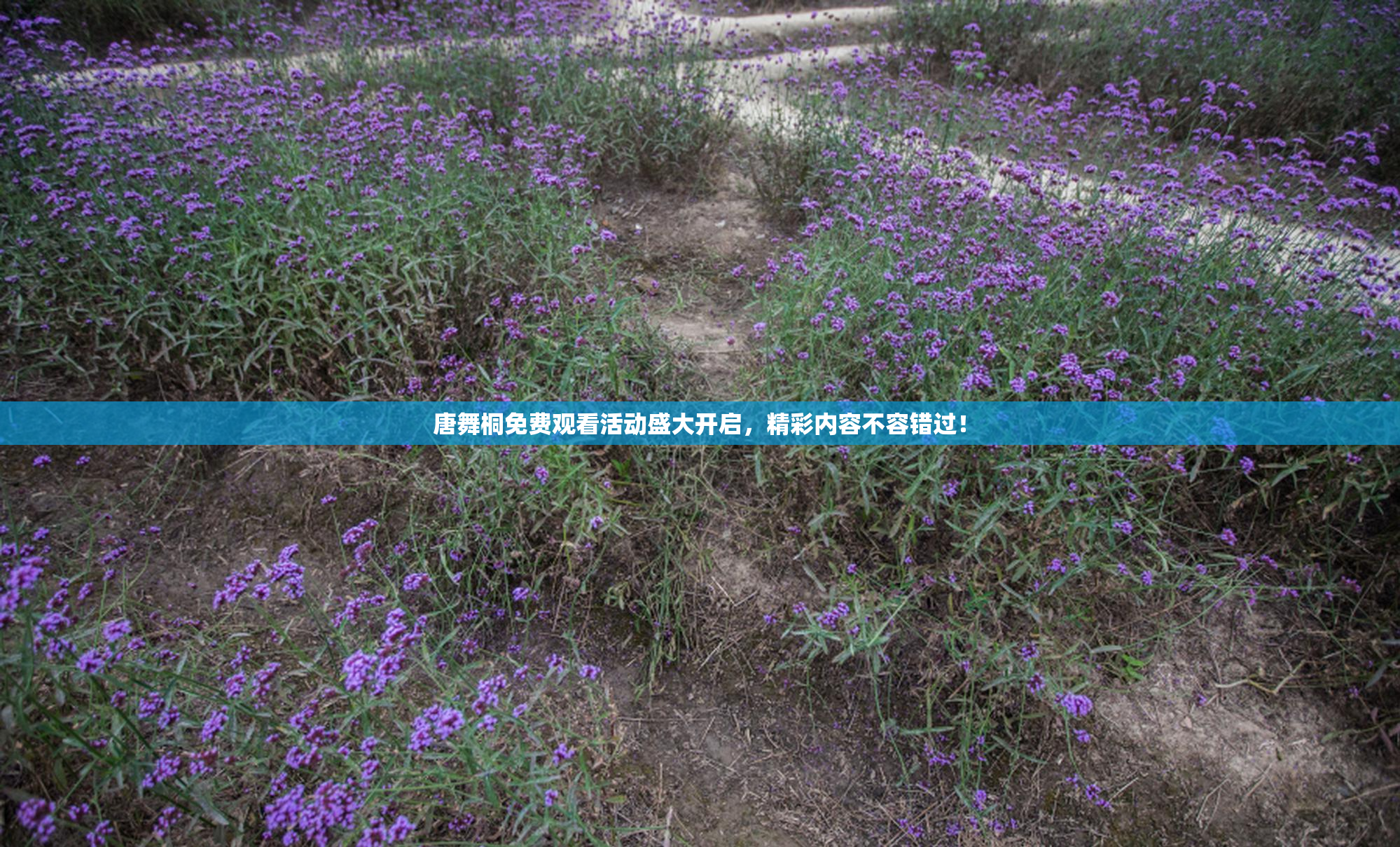 唐舞桐免费观看活动盛大开启，精彩内容不容错过！