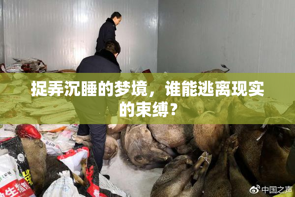 捉弄沉睡的梦境，谁能逃离现实的束缚？