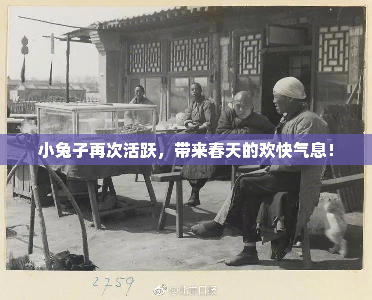 小兔子再次活跃，带来春天的欢快气息！