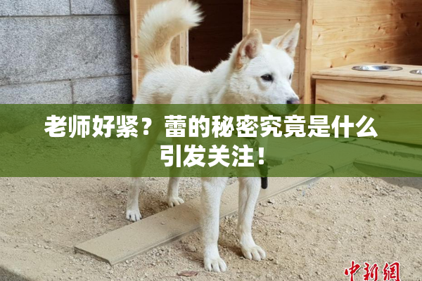 老师好紧？蕾的秘密究竟是什么引发关注！
