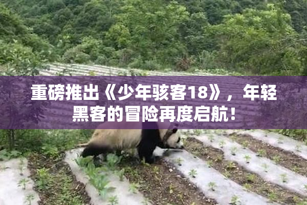 重磅推出《少年骇客18》，年轻黑客的冒险再度启航！