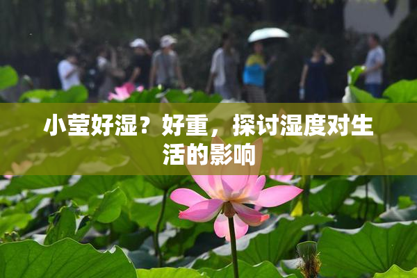 小莹好湿？好重，探讨湿度对生活的影响