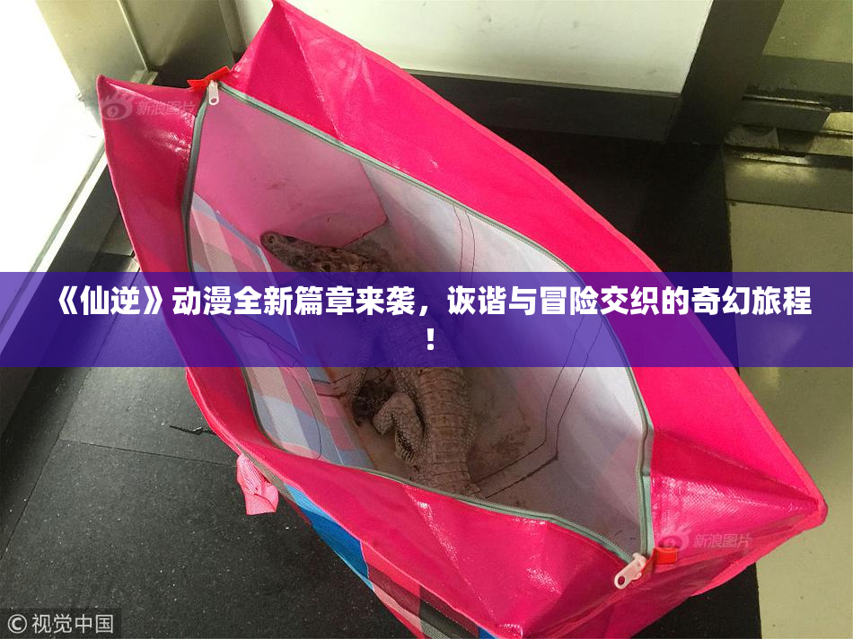 《仙逆》动漫全新篇章来袭，诙谐与冒险交织的奇幻旅程！