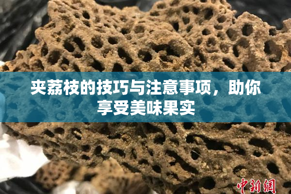 夹荔枝的技巧与注意事项，助你享受美味果实