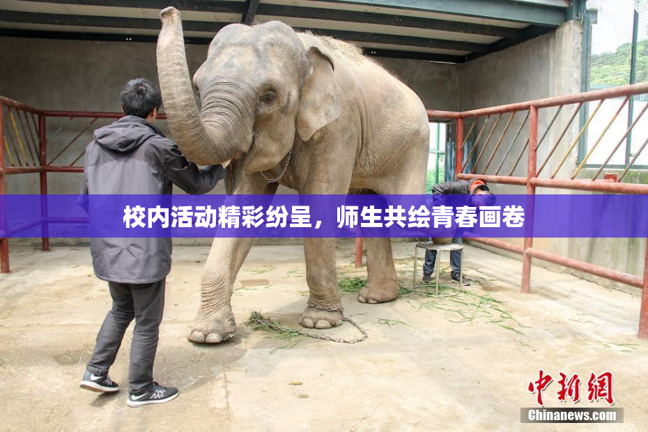 校内活动精彩纷呈，师生共绘青春画卷