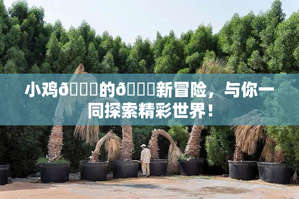 小鸡🐔的🍑新冒险，与你一同探索精彩世界！