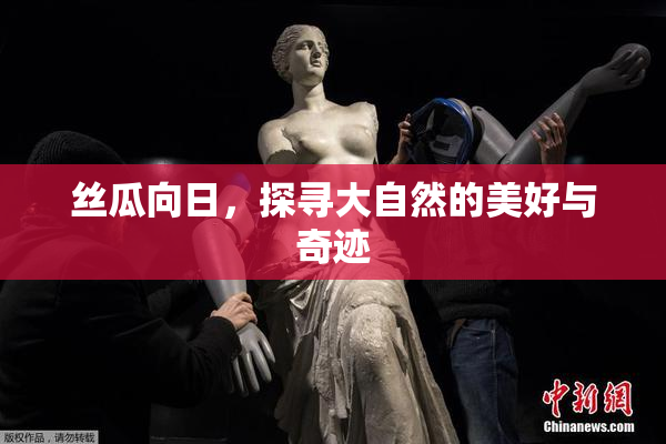 丝瓜向日，探寻大自然的美好与奇迹