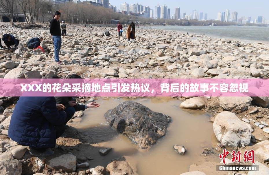 XXX的花朵采摘地点引发热议，背后的故事不容忽视