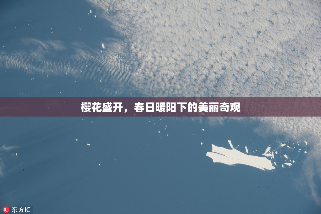 樱花盛开，春日暖阳下的美丽奇观