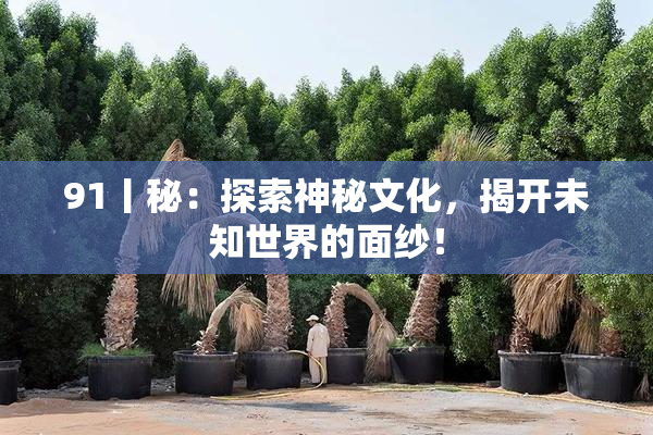 91丨秘：探索神秘文化，揭开未知世界的面纱！