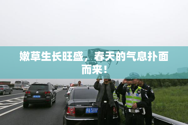 嫩草生长旺盛，春天的气息扑面而来！