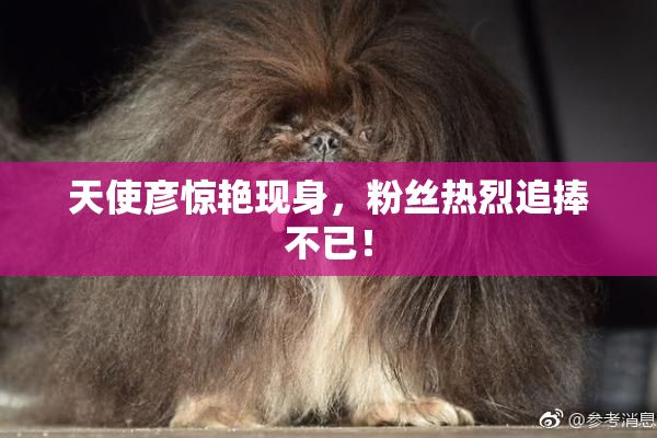 天使彦惊艳现身，粉丝热烈追捧不已！