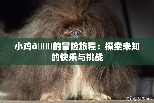 小鸡🐔的冒险旅程：探索未知的快乐与挑战