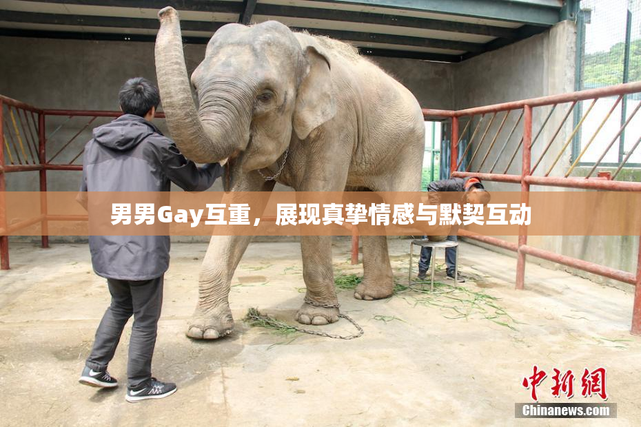 男男Gay互重，展现真挚情感与默契互动