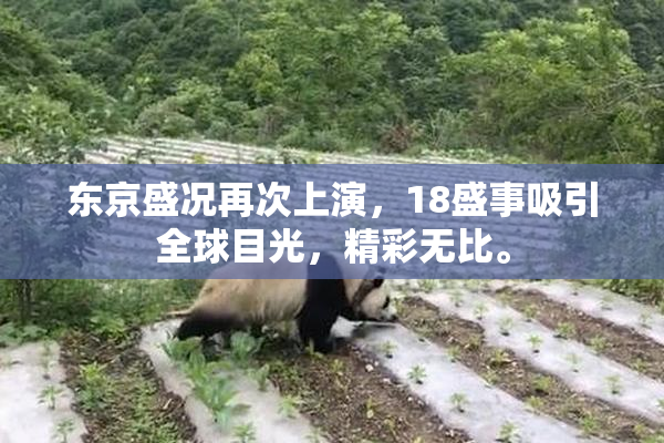 东京盛况再次上演，18盛事吸引全球目光，精彩无比。