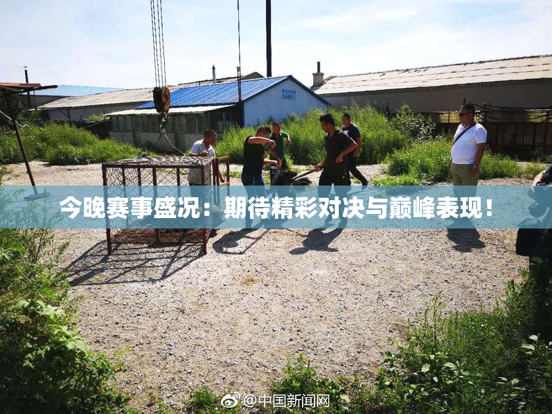 今晚赛事盛况：期待精彩对决与巅峰表现！