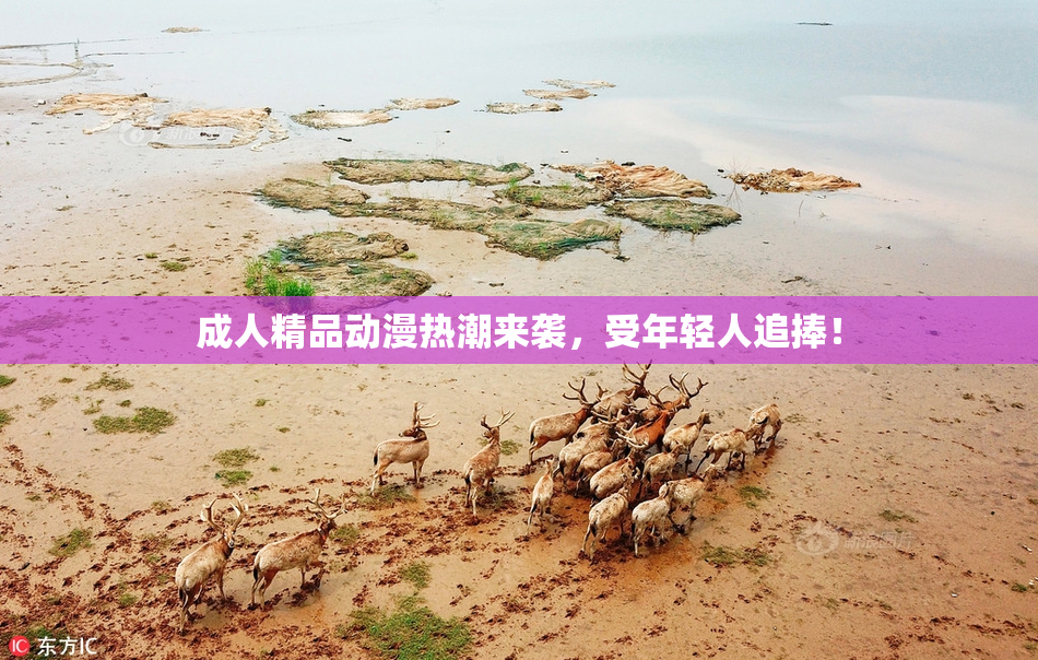 成人精品动漫热潮来袭，受年轻人追捧！