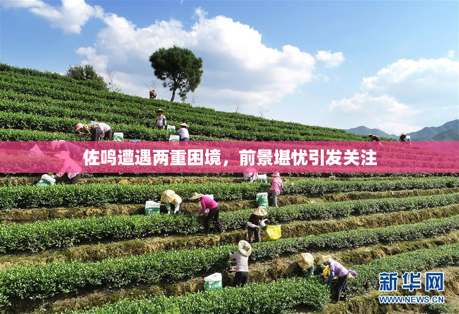 佐鸣遭遇两重困境，前景堪忧引发关注