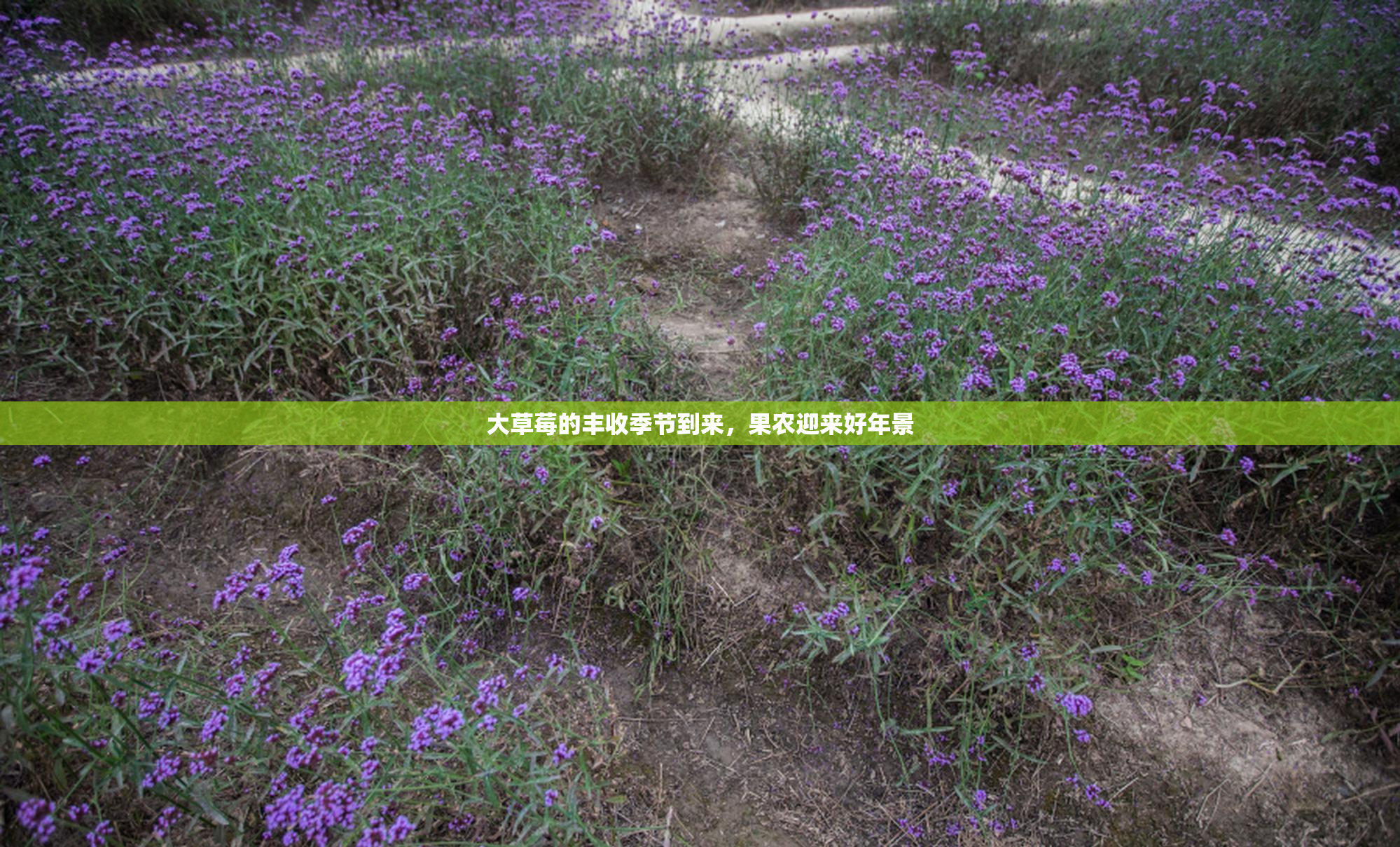 大草莓的丰收季节到来，果农迎来好年景