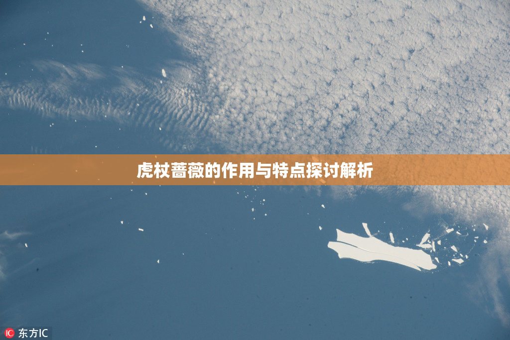 虎杖蔷薇的作用与特点探讨解析