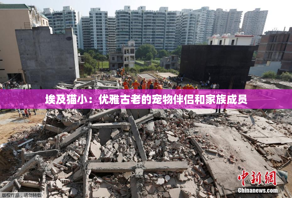 埃及猫小：优雅古老的宠物伴侣和家族成员