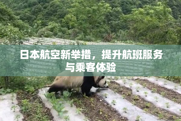 日本航空新举措，提升航班服务与乘客体验