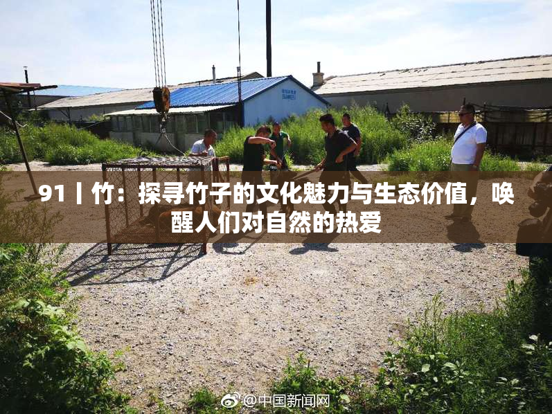 91丨竹：探寻竹子的文化魅力与生态价值，唤醒人们对自然的热爱