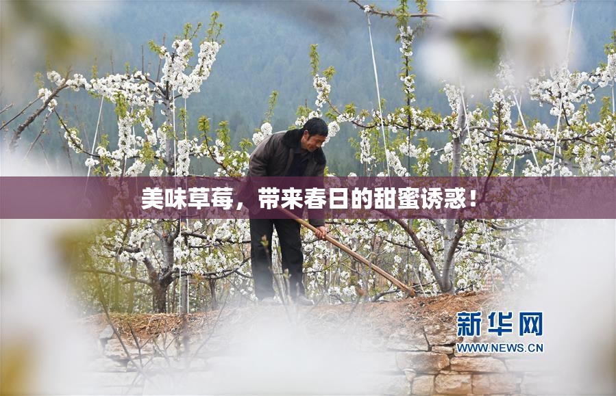 美味草莓，带来春日的甜蜜诱惑！