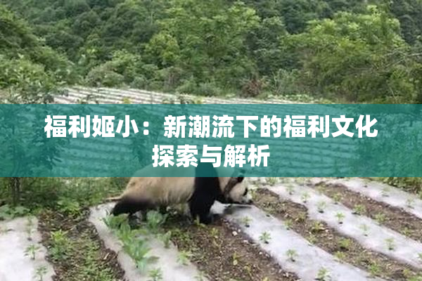福利姬小：新潮流下的福利文化探索与解析