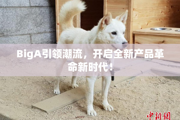 BigA引领潮流，开启全新产品革命新时代！