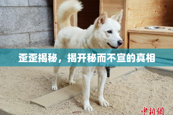 歪歪揭秘，揭开秘而不宣的真相