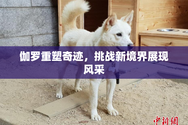 伽罗重塑奇迹，挑战新境界展现风采