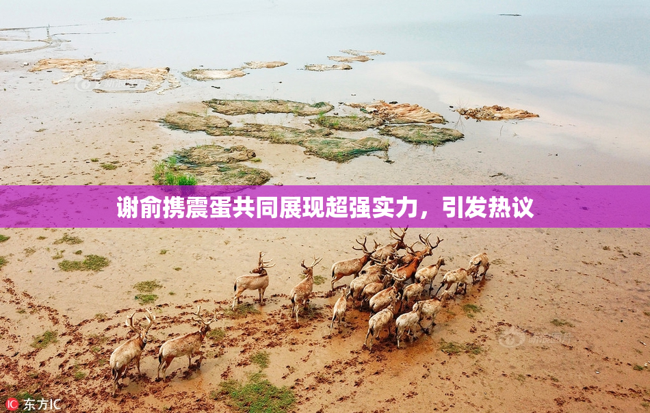谢俞携震蛋共同展现超强实力，引发热议