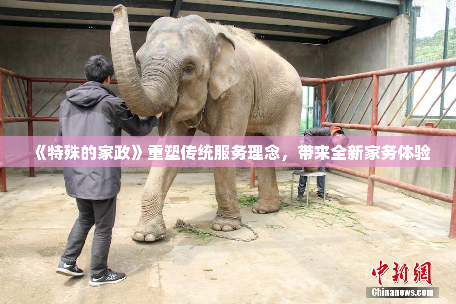 《特殊的家政》重塑传统服务理念，带来全新家务体验