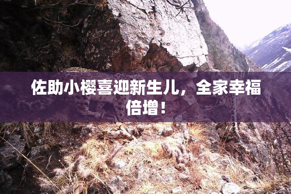 佐助小樱喜迎新生儿，全家幸福倍增！