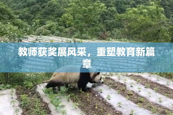 教师获奖展风采，重塑教育新篇章