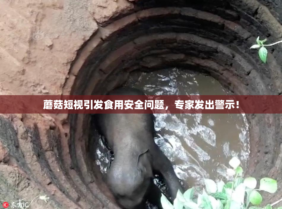 蘑菇短视引发食用安全问题，专家发出警示！