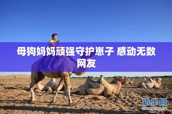 母狗妈妈顽强守护崽子 感动无数网友