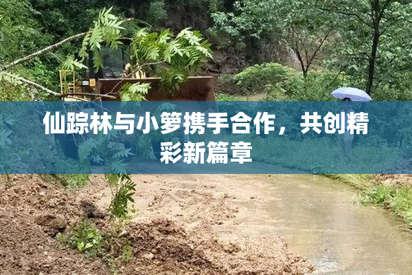 仙踪林与小箩携手合作，共创精彩新篇章