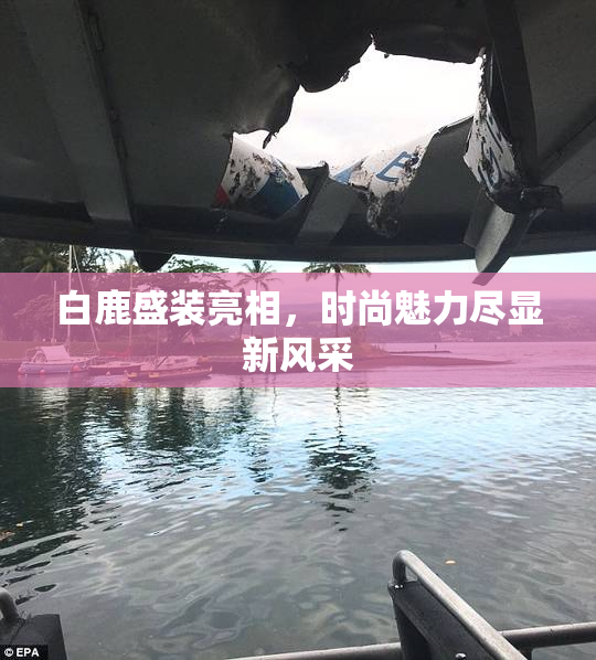 白鹿盛装亮相，时尚魅力尽显新风采