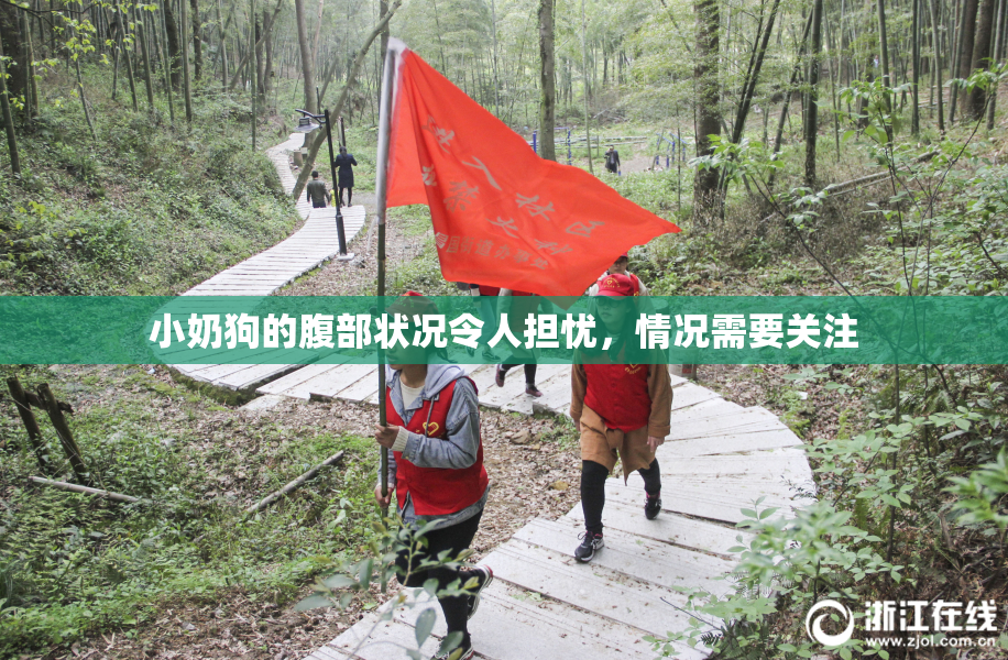 小奶狗的腹部状况令人担忧，情况需要关注