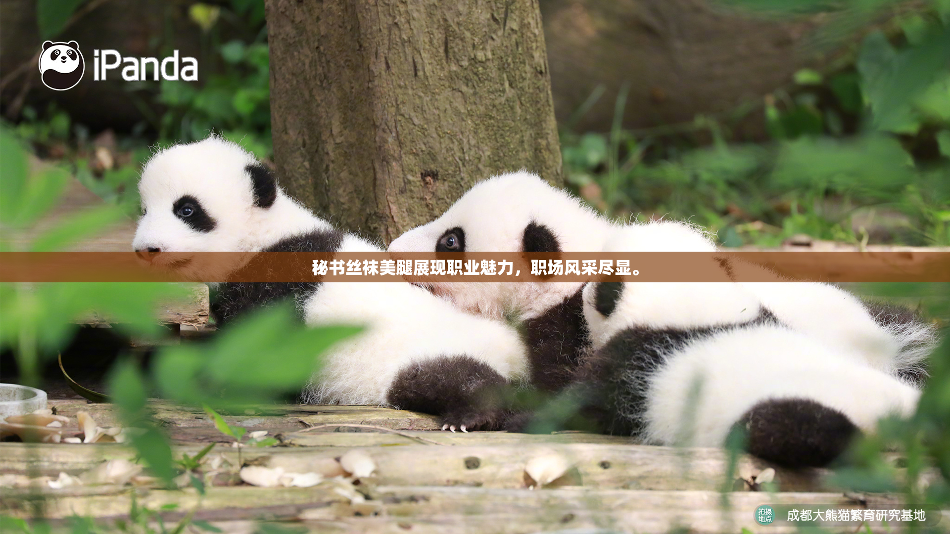 秘书丝袜美腿展现职业魅力，职场风采尽显。