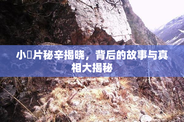 小黃片秘辛揭晓，背后的故事与真相大揭秘
