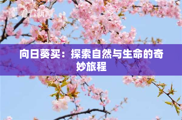 向日葵买：探索自然与生命的奇妙旅程