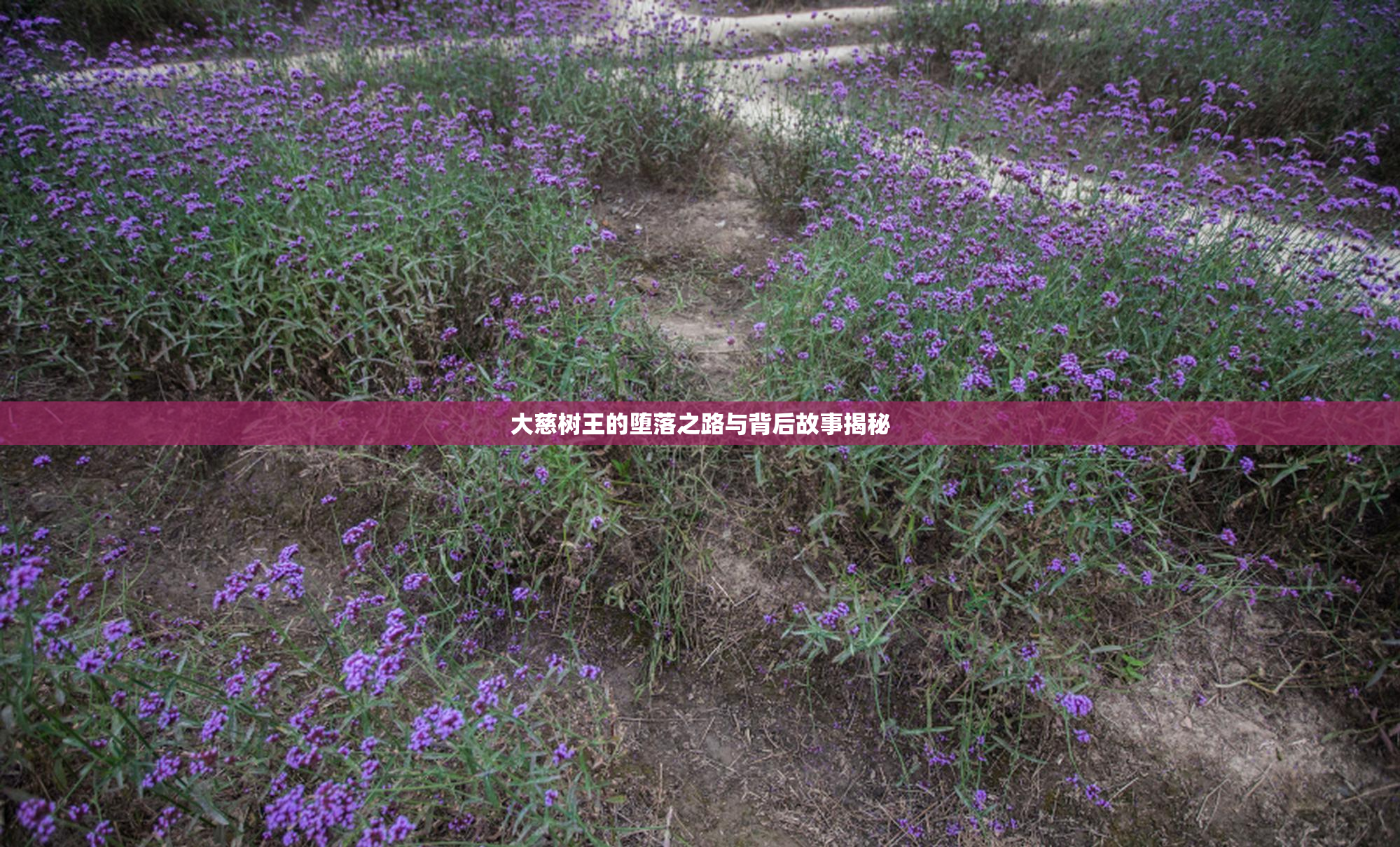 大慈树王的堕落之路与背后故事揭秘