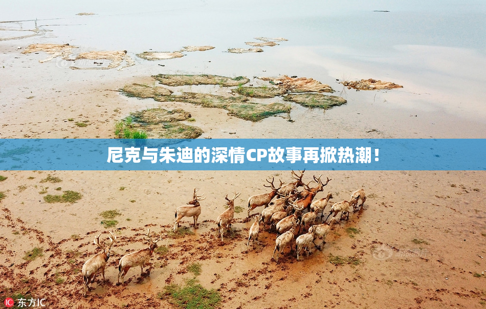 尼克与朱迪的深情CP故事再掀热潮！
