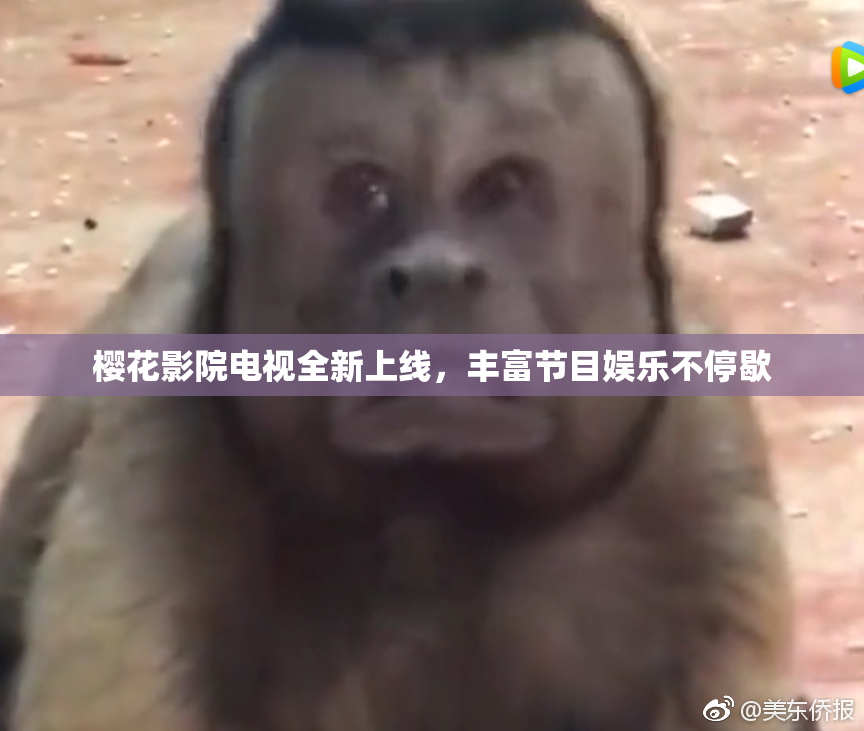 樱花影院电视全新上线，丰富节目娱乐不停歇
