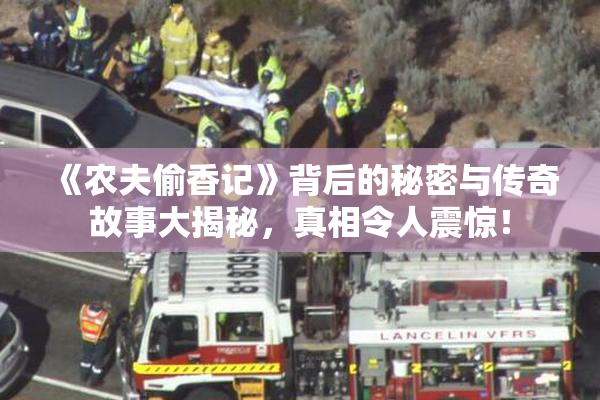 《农夫偷香记》背后的秘密与传奇故事大揭秘，真相令人震惊！