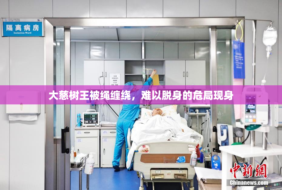 大慈树王被绳缠绕，难以脱身的危局现身
