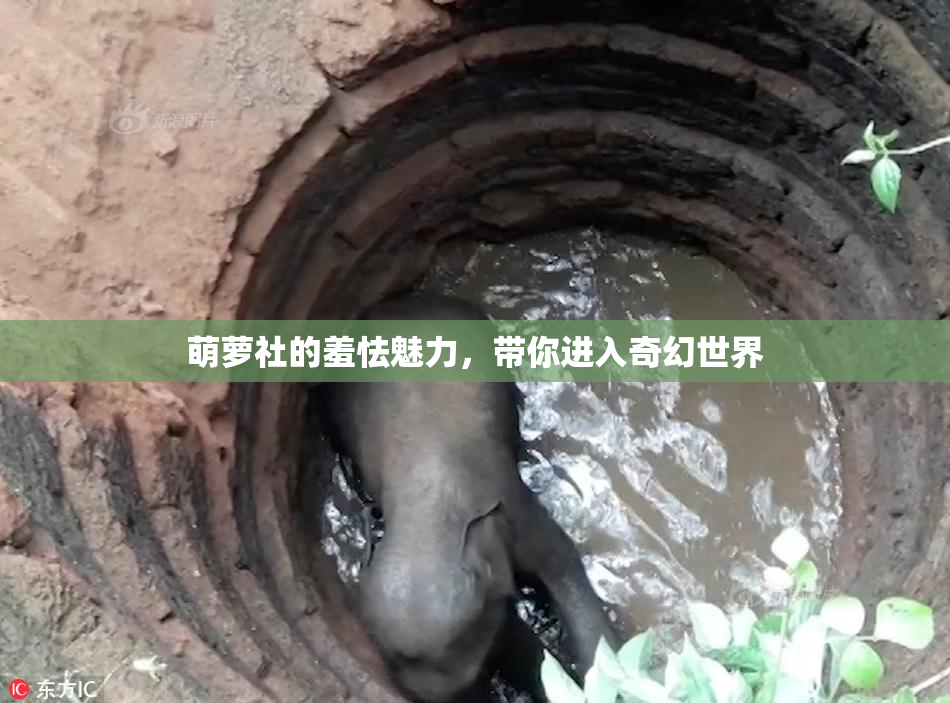萌萝社的羞怯魅力，带你进入奇幻世界